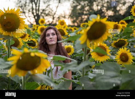 Beautiful Brunette Woman Out In Nature With Sunflowers Looking Off Into The Distance Stock Photo