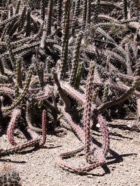 Cactus Desert Arizona - Free photo on Pixabay - Pixabay