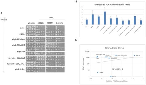 A Structure Function Analysis Of The Yeast Elg1 Protein Reveals The