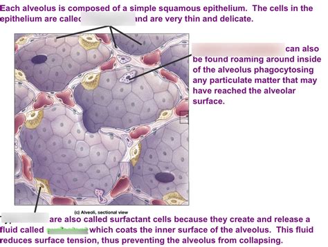 Alveolus Tissue Type I And II Cells Diagram Quizlet