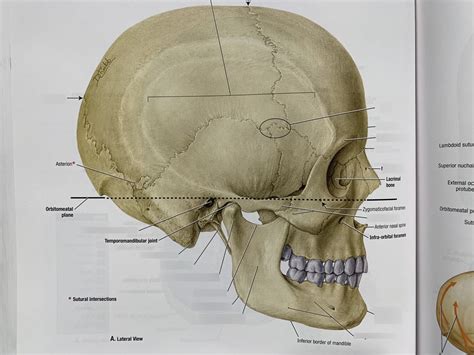 Lateral Cranium Diagram Quizlet