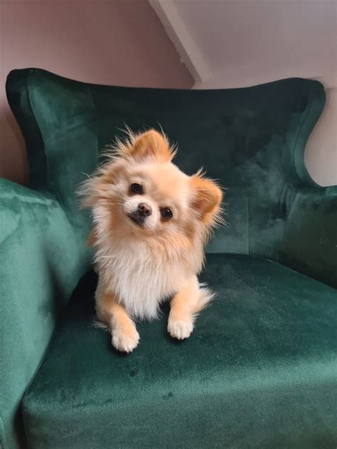 Pomeranian Chihuahua Mix: a Perfect Blend of Fluff and Fierce