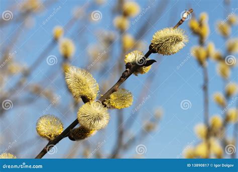 Pussy Willow Stock Image Image Of Background Clear 13890817