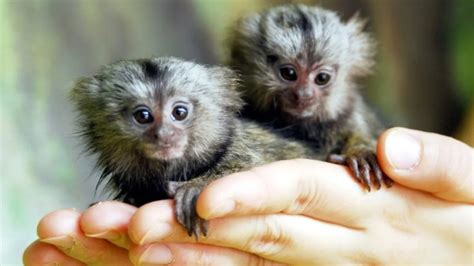 Les 10 Plus Petits Animaux Du Monde Et Ils Sont Plus Petits Que Vos