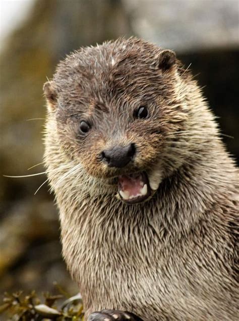 So I Have A Soft Spot For Otters Want To Know Someone Who S Been Living In My Mind Rent Free