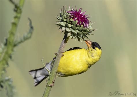 American Goldfinch on Musk Thistle – Feathered Photography