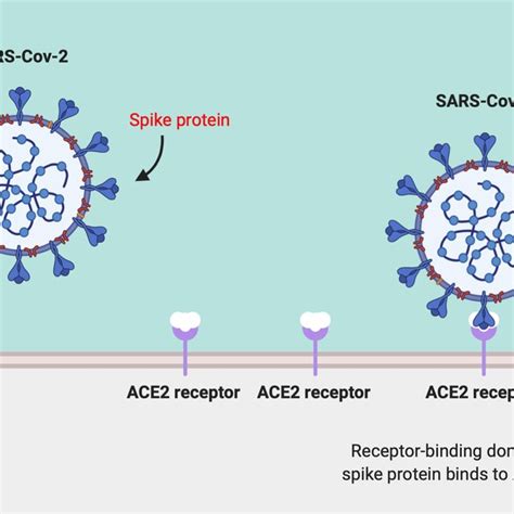 SARSCov2 Binding To ACE Receptor Original Illustration Created Using