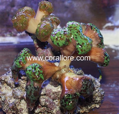 Frogspawn Coral | Corallore.com