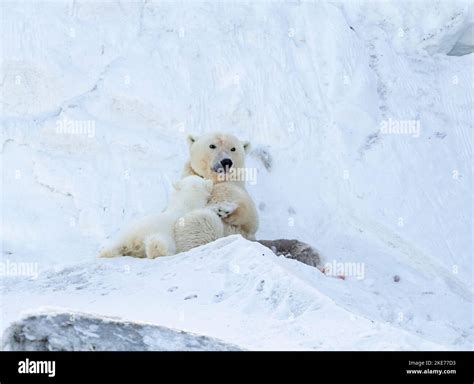 Ours Polaire Ursus Maritimus En Train De Manger Banque De Photographies