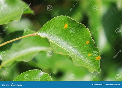 Disease Of Pear Trees Close Up Damage Fruit Tree Sick Leaf Of Fungal Infection Gymnosporangium