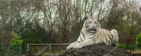 Tigre Blanco Tendido En Un Mont N De Arena Variaci N De Color Pigmento