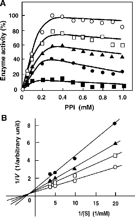 Noncompetitive Inhibition Of H Ppase By The Inhibitor A H Ppase