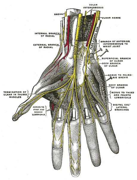 Figure Nerves In The Hand Shown Statpearls Ncbi Bookshelf