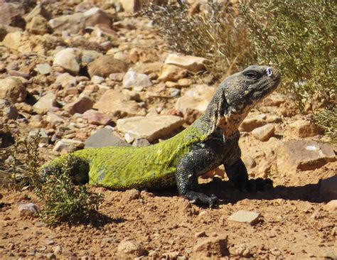 North African Spiny Tailed Lizard 2 Another Shot Of A Nort Flickr