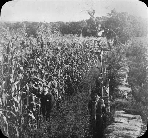 Corn Field Kansas Kansas Memory Kansas Historical Society