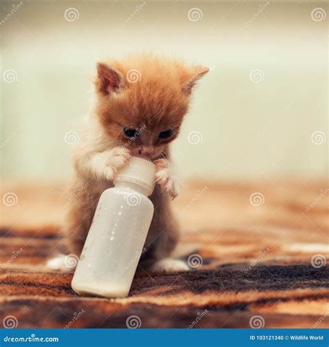 Cute Young Baby Red Kitten Feeding from a Bottle Stock Photo - Image of animal, feeding: 103121340