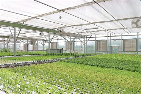 The Most Important Benefits Of A Greenhouse Growspan