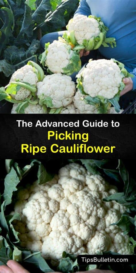 Cauliflower Harvest Time - How and When to Pick Cauliflower