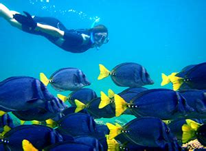 Galapagos Islands Scuba Diving ⋆ Galapagos Islands - Travel Guide