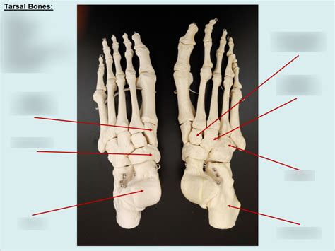 Tarsal Bones Diagram | Quizlet