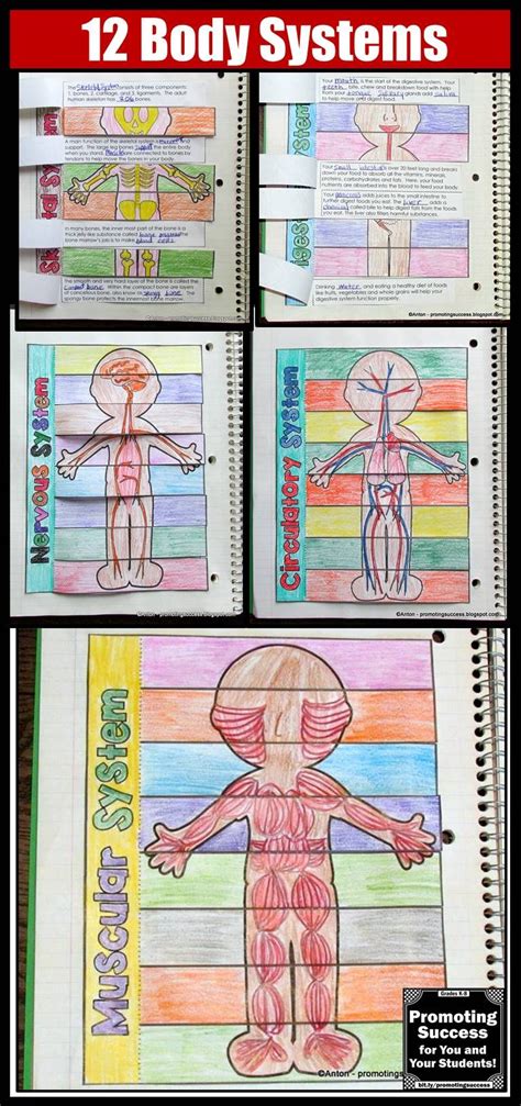 Human Body Systems Foldable Science Interactive Notebooks Bundle