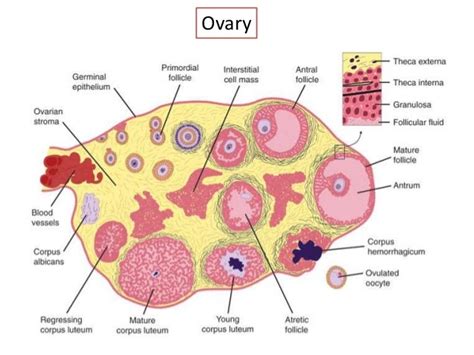 Female hormones