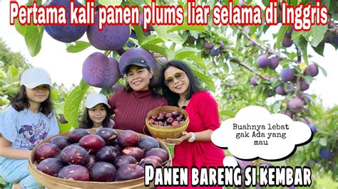 PERTAMA KALI PANEN BUAH PLUMS LIAR SELAMA DI INGGRIS BUAHNYA LEBAT