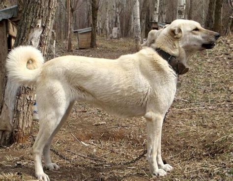 Te Lo Contamos TODO Sobre El Perro Turco Kangal Descubre La Raza