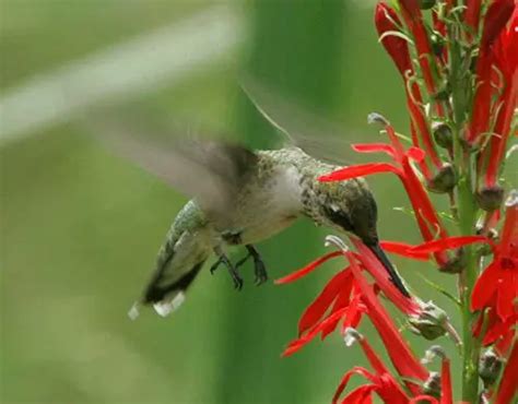 Ruby Throated Hummingbird Facts | Anatomy, Diet, Habitat, Behavior ...