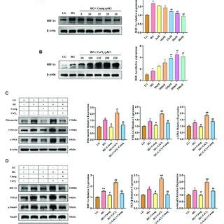 Canagliflozin Inhibits Hpmcs Fibrosis And Tgf P Smad Signaling