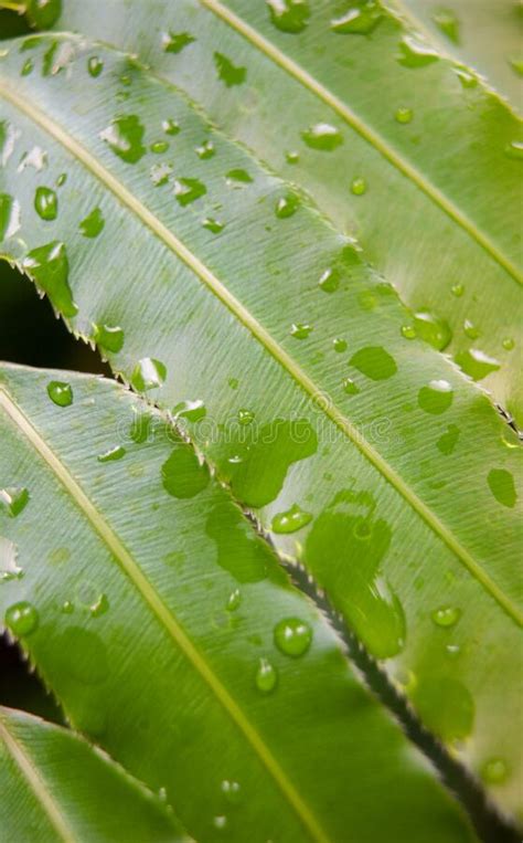 Large Green Leaves With Water Drops Stock Photo Image Of Vitality
