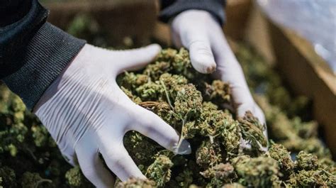 Onu Reconoce Oficialmente Las Propiedades Medicinales Del Cannabis El