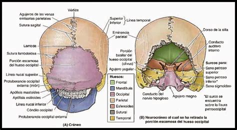 Morfofisiologia Osteologia CrÁneo