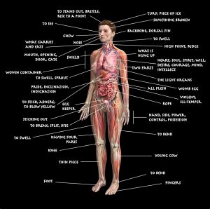 Diagram of the Human Body Using Etymologies