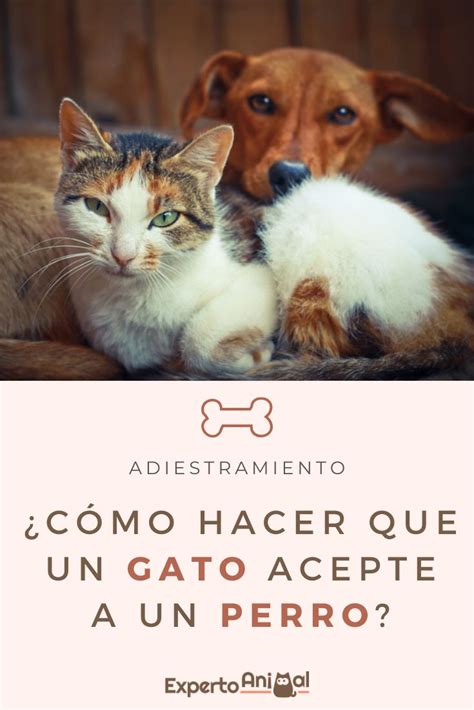 C Mo Hacer Que Un Gato Acepte A Un Perro Gatos Perros Perro Gato