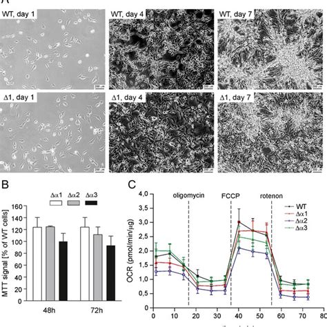 Analysis Of The Expression Of Selected Mitochondrial Proteins And The