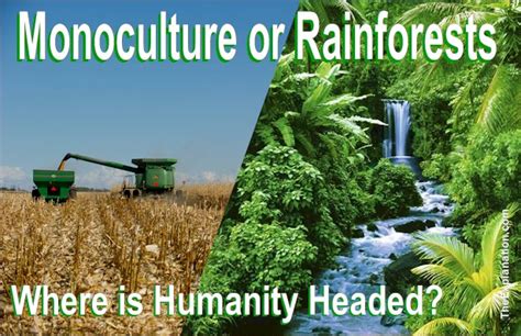 Rainforests or Monoculture? Biodiversity, Medium of Survival