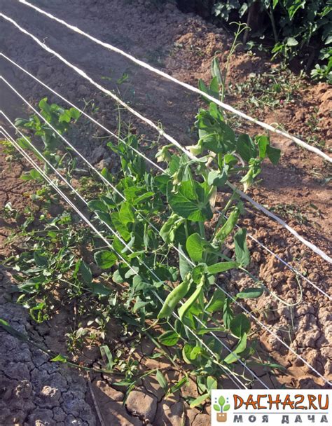 У гороха на грядке сохнут листья: причины, что делать