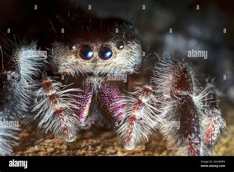 Female Regal Jumping Spider Phidippus Regius Stock Photo Alamy