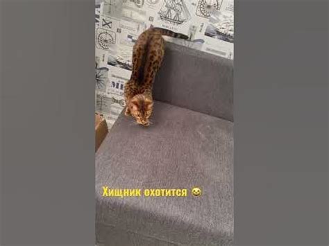Хищный кот охотится 😸 - YouTube