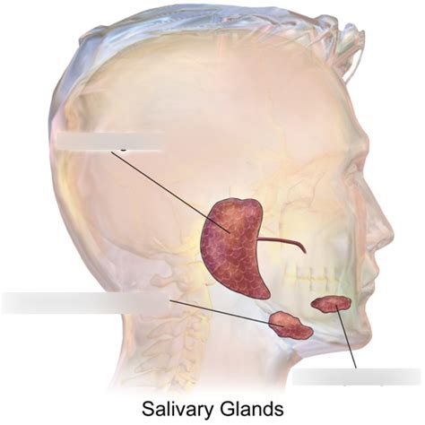 Salivary Glands Histology Diagram Quizlet