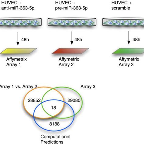 Identification Of Putative Direct Targets Of Mir P A Schematic