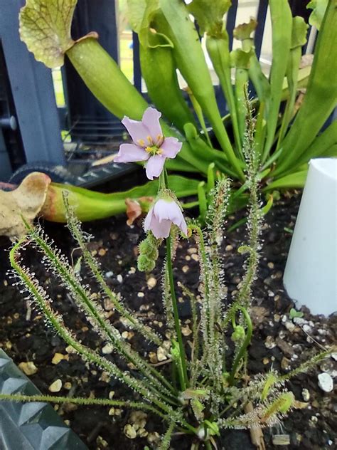 I'm in love with my mini bog : r/SavageGarden