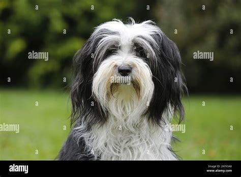 Tibetan Terrier Portrait Stock Photo - Alamy