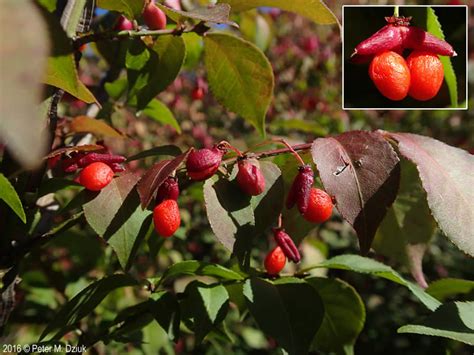 Euonymus Alatus Winged Burning Bush Minnesota Wildflowers