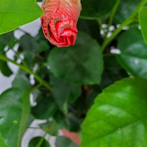 Yoder Orange Hibiscus Bush Tropical Plants Of Florida