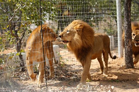 Lions In Captivity