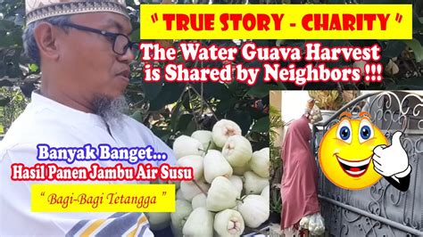 The Water Guava Harvest Is Shared By Neighbors Hasil Panen Jambu