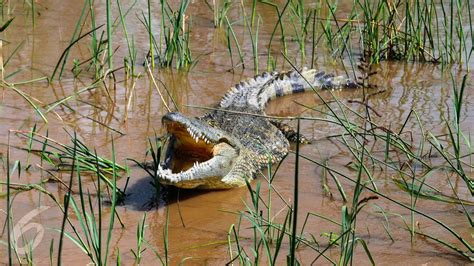 Terlihat Berkeliaran Di Sungai Siak Ini Beda Buaya Muara Dan Sinyulong