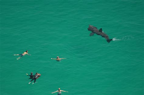 Basking Shark Facts (Cetorhinus maximus)